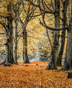 Autumn Leaves