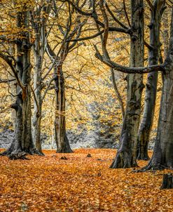 AF20121110 Autum Trees 046X