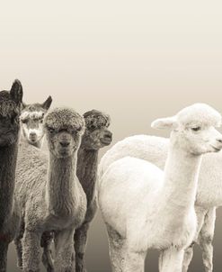 AF20171122 Alpacas 087P2C03