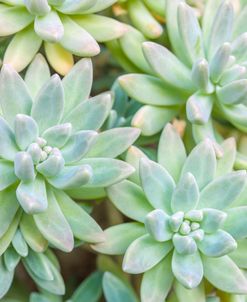 AF20171229 Succulents 022