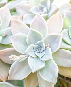 AF20171229 Succulents 053