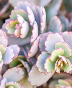 AF20171229 Succulents 054