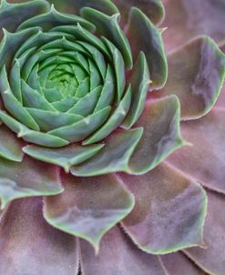 AF20190809 Succulent 089