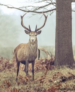 Lone Stag