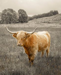 AF20180824 Highland Cows 3063C01