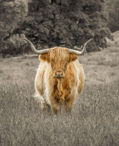 AF20180824 Highland Cows 3076