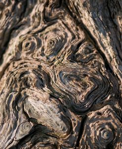Drift Wood Swirls 1