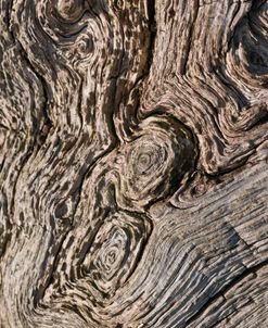 Drift Wood Swirls 2
