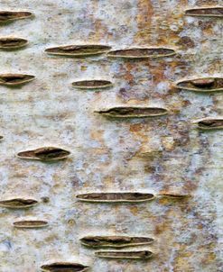 Birch BArk