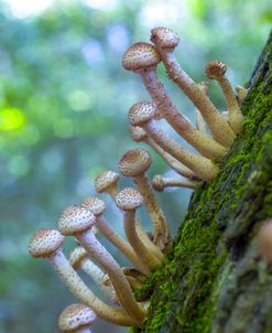 AF20131006 Mushrooms 005