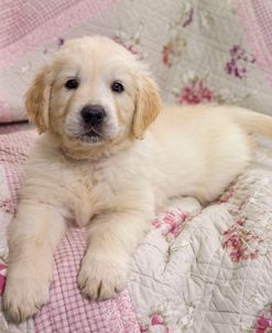 Puppy on Pink