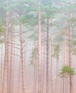 Pink Pine Forest