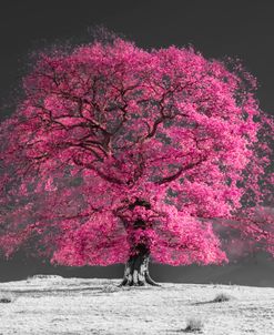 Fucsia Tree