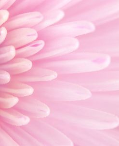 Chrysanthemums Flower