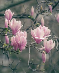 Magnolia Close-up