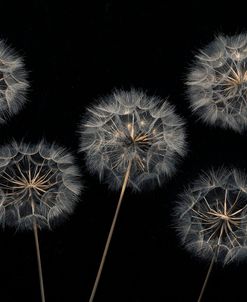 Dandelion on Dark