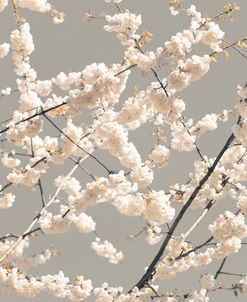 White Blossom Sky