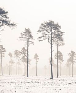 Snow Tree Pano