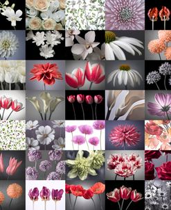Flowers Colour Set 3