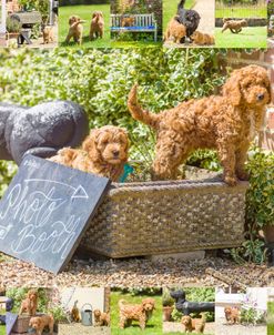 Puppy Border Set 01