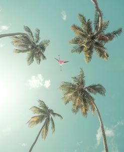 Palm Trees