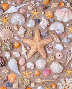 Sea Shells Display