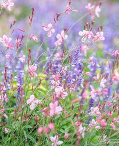 Meadow In Bloom