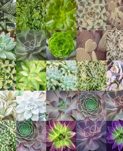 Succulent Squares