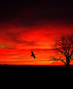 Lone Tree And A Bird