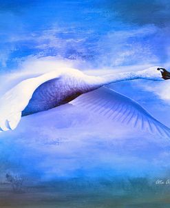 Swan Fly
