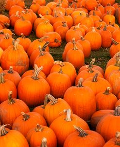 Pumpkins 2
