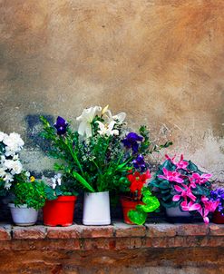 Wall Flowers