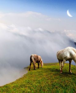 Mountain Horses