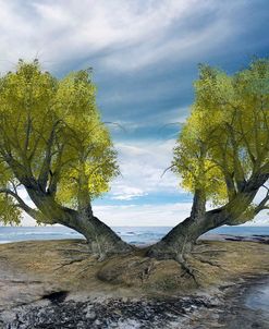 Twin Tree