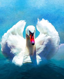 Beautiful Swan