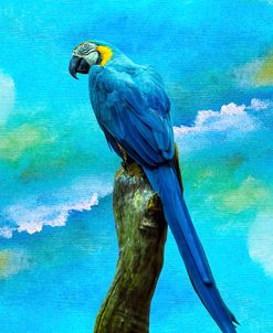 Blue Parrot