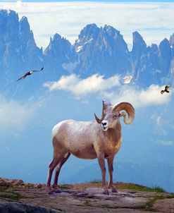 Mountain Sheep