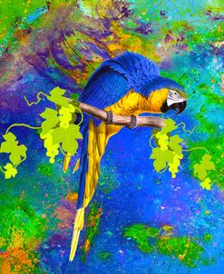Parrot And Colors