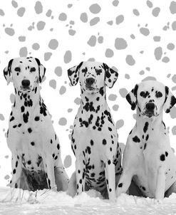 Dalmatian