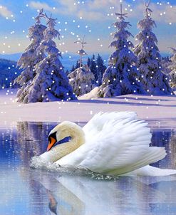 Swan Winter