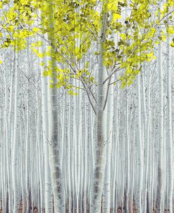 Nature Collection 65