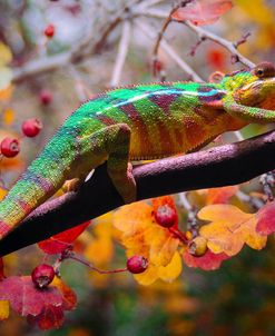 Chameleons