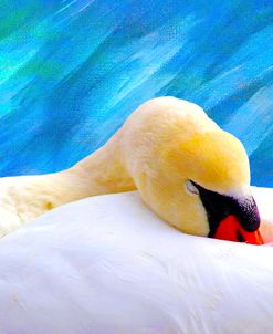 Swan Sleeping