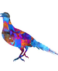 Colorful Bird Nov