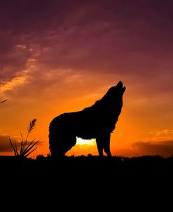 Wolf Sunset