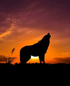 Wolf Sunset