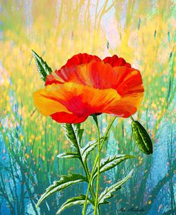 Poppy Flower