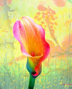 Calla Lily