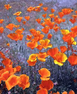 Wild Flowers Field