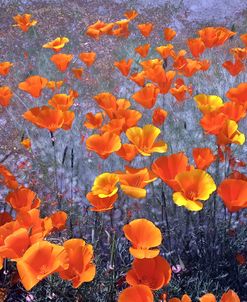 Wild Flowers Field